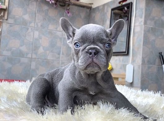 Egzoti̇k French Bulldog Yavrularimiz Hari̇ka Renkler Ve Anatom