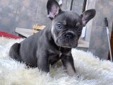 Egzoti̇k French Bulldog Yavrularimiz Hari̇ka Renkler Ve Anatom