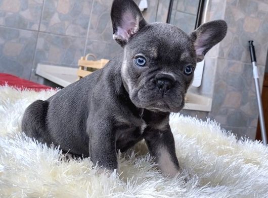 Egzoti̇k French Bulldog Yavrularimiz Hari̇ka Renkler Ve Anatom görsel