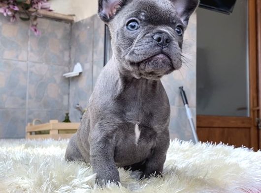 Egzoti̇k French Bulldog Yavrularimiz Hari̇ka Renkler Ve Anatom görsel