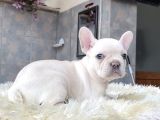 Egzoti̇k French Bulldog Yavrularimiz Hari̇ka Renkler Ve Anatom