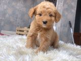 MALTİPOO YAVRULARIM HARİKA RENK  ANATOMİ VE BOY