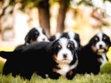 Bernese Mountain Dog Yavruları Istanbul