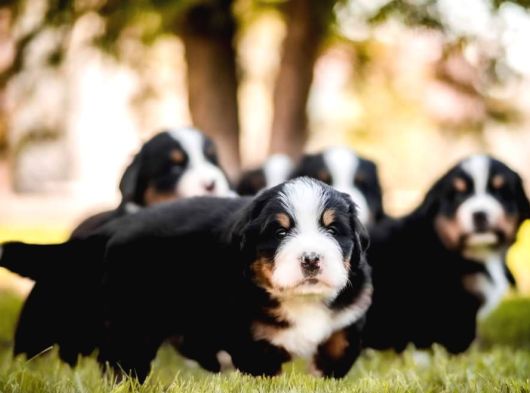 Bernese Mountain Dog Yavruları Istanbul görsel