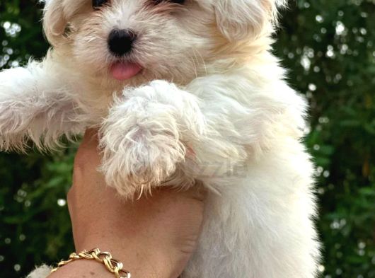 0 Numara Maltese Terri̇er