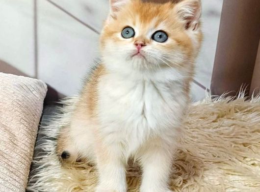 Parıldayan Golden Ny12 British Shorthair görsel