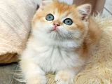 Parıldayan Golden NY12 British Shorthair