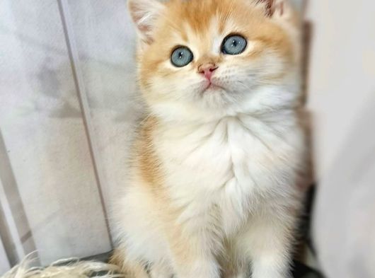 Parıldayan Golden Ny12 British Shorthair görsel