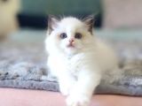 Türkiyenin En Değerli Kedisi Ragdoll