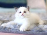 Türkiyenin En Değerli Kedisi Ragdoll