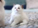 Türkiyenin En Değerli Kedisi Ragdoll