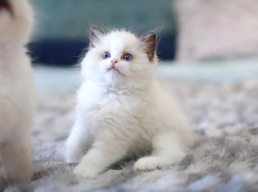 Türkiyenin En Değerli Kedisi Ragdoll görsel