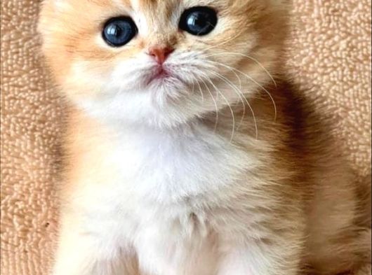 Kusursuz Güzelliğiyle Golden Ny12 British Shorthair görsel