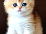 Kusursuz Güzelliğiyle Golden Ny12 British Shorthair
