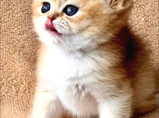Kusursuz Güzelliğiyle Golden Ny12 British Shorthair görsel