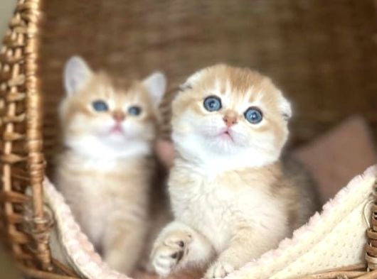 Üstün Kalite Top Kafa Golden Ny12 Scottish Fold Shorthair görsel