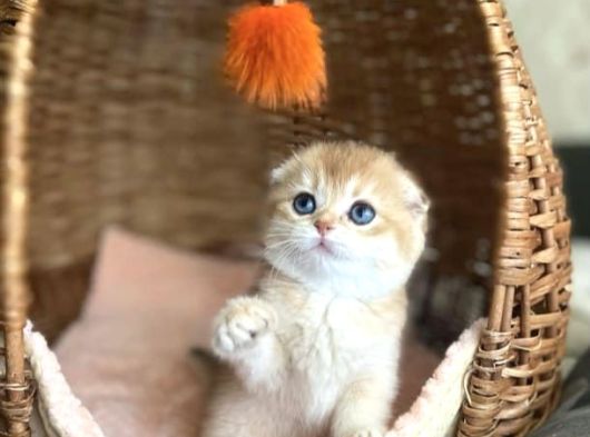 Üstün Kalite Top Kafa Golden Ny12 Scottish Fold Shorthair görsel