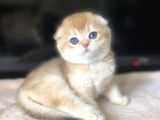 Üstün Kalite Top Kafa Golden NY12 Scottish Fold Shorthair