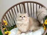 Safkan British Longhair Golden Ve Silver Yavrular Hazir