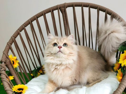 Safkan British Longhair Golden Ve Silver Yavrular Hazir görsel