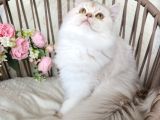 Safkan British Longhair Golden Ve Silver Yavrular Hazir