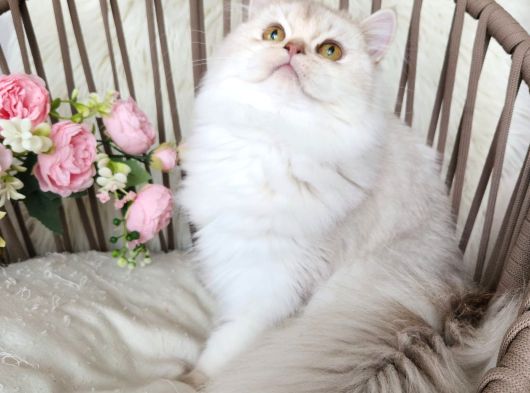 Safkan British Longhair Golden Ve Silver Yavrular Hazir görsel