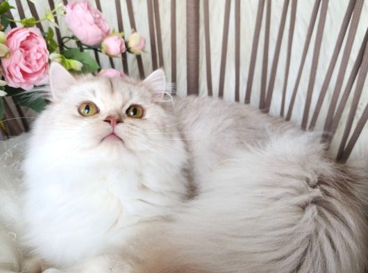 Safkan British Longhair Golden Ve Silver Yavrular Hazir görsel