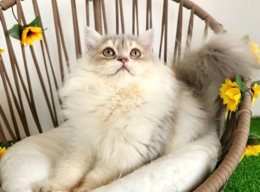 Safkan British Longhair Yavrular Mama Karşılığı görsel