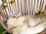 Safkan British Longhair Yavrular Mama Karşılığı