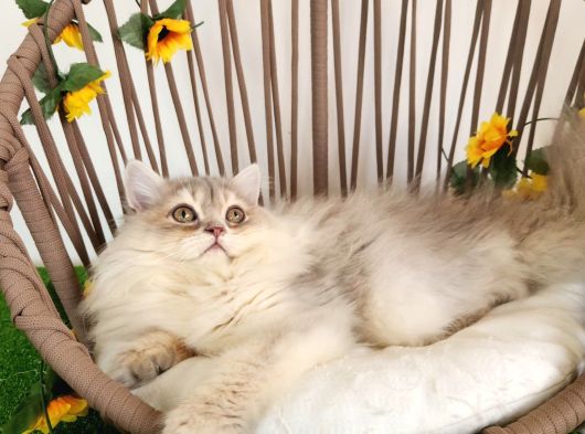 Safkan British Longhair Yavrular Mama Karşılığı görsel