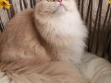 Safkan British Longhair Yavrular Mama Karşılığı