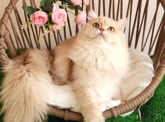Safkan British Longhair Yavrular Mama Karşılığı görsel