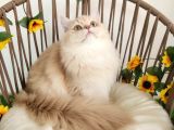 Safkan British Longhair Yavrular Mama Karşılığı