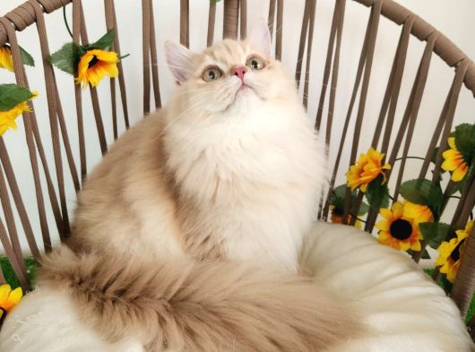 Safkan British Longhair Yavrular Mama Karşılığı