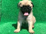 Mükemmel kalitedeki pug bebeklerimiz