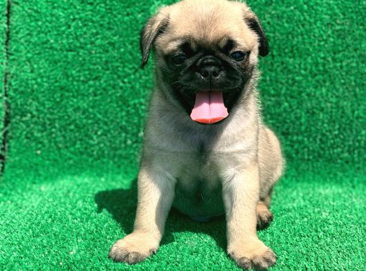 Mükemmel Kalitedeki Pug Bebeklerimiz