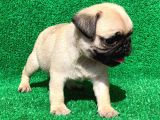 Mükemmel Kalitedeki Pug Bebeklerimiz