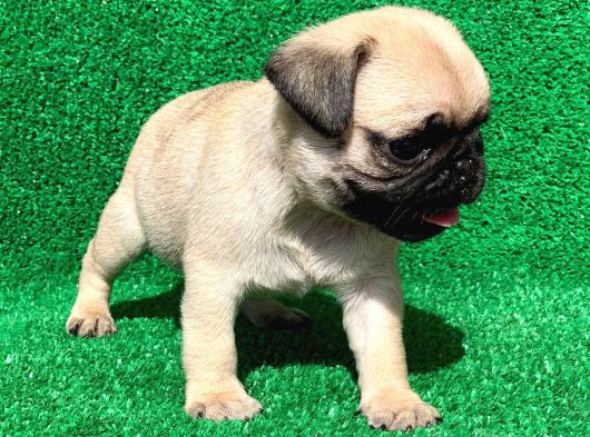Mükemmel Kalitedeki Pug Bebeklerimiz görsel