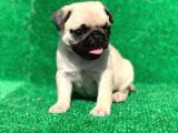 Mükemmel Kalitedeki Pug Bebeklerimiz