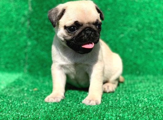 Mükemmel Kalitedeki Pug Bebeklerimiz görsel