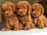 Çiflikten Poodle Yavrularımız Dişi Ve Erkek