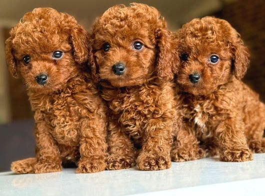 Çiflikten Poodle Yavrularımız Dişi Ve Erkek