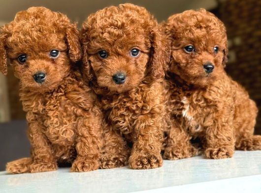 Red Brown Toy Poodle Bebeklerim