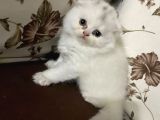 Scottish Fold Yavruları