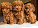 Çiflikten Poodle Yavrularımız Dişi Ve Erkek