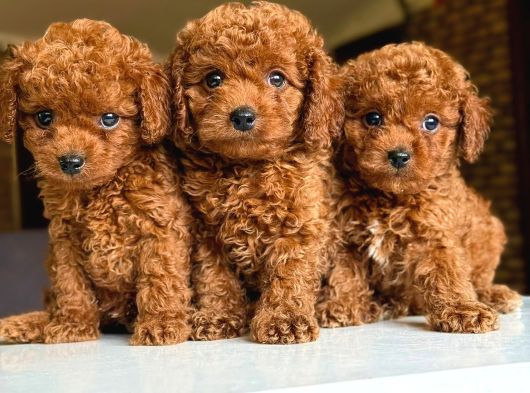 Red Brown Toy Poodle Bebeklerim görsel
