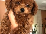 Kore toy poodle