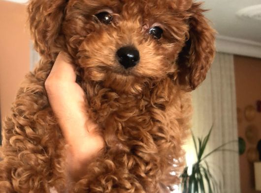 Kore Toy Poodle