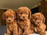 Çiflikten Poodle Yavrularımız Dişi Ve Erkek