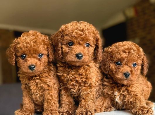 Çiflikten Poodle Yavrularımız Dişi Ve Erkek görsel
